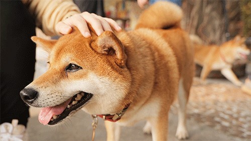 当你沉迷于撸狗时估计猜不到修狗的脑袋在想什么