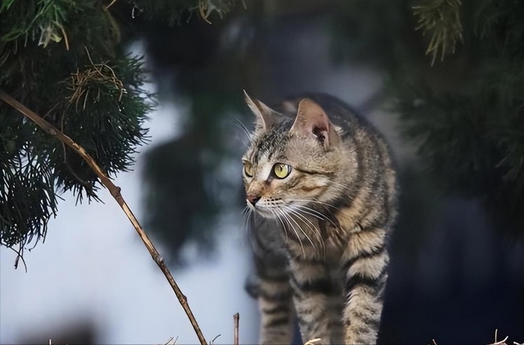 悄悄告诉你,你所饲养的猫咪,就能透露了你的性格