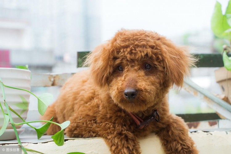 泰迪犬拉肚子怎么办