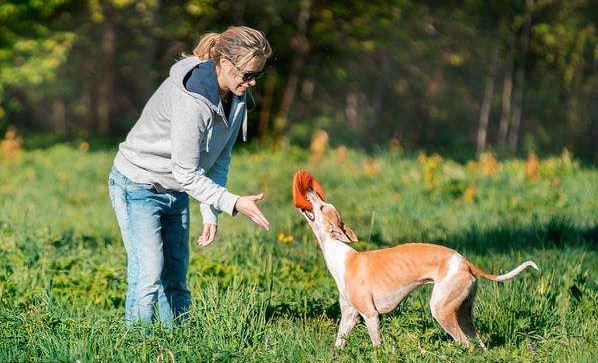 狗狗害怕时为何爱钻到主人的胯下