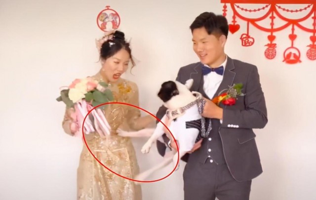 婚礼上狗狗一脚踢开主人！自家爱犬为何做出反常举动？