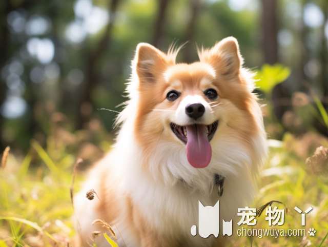 巨型贵宾犬姿势撩人还会听二胡，网友：这货是人变得吧