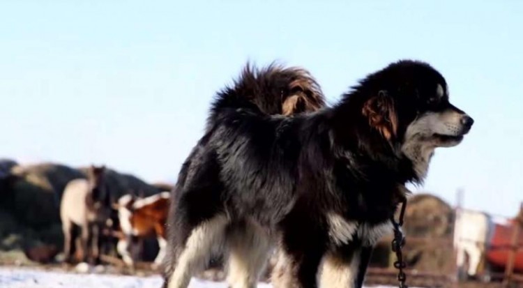 西藏獒犬成为流浪狗后的危害和防控
